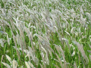 一面のチガヤの穂