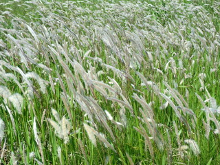 一面のチガヤの穂