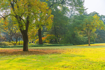 Fototapeta premium The trees and grass in a park in autumn time.