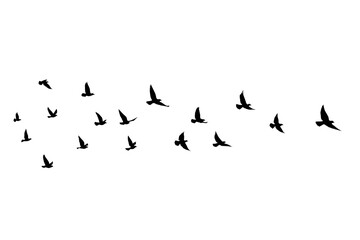Fototapeta premium Flying birds silhouettes on isolated background. Vector illustration. isolated bird flying. tattoo and wallpaper background design.