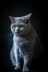 Kot Brytyjski portret tło Cat