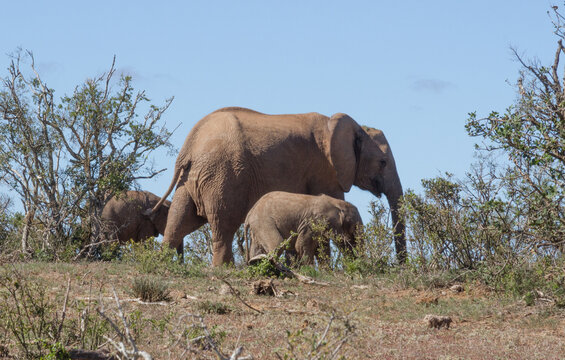 Addo Elephant National Park: an unusual sight - an elephat cow with twins