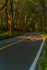 Fototapeta premium A road in forest in autumn time.