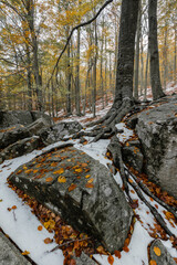 Otoño en el Montseny