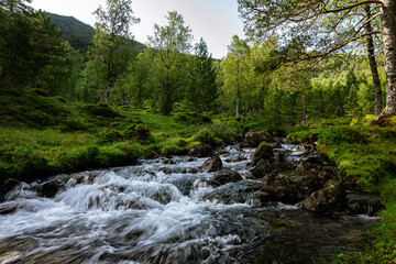 Obraz premium Rapid water from a river next to trees and a meadow