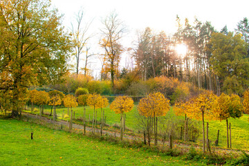 coucher de soleil dans les arbres