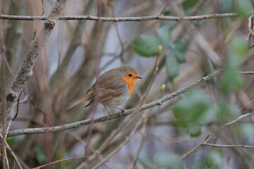 Robin perched on a branch, in some bushes