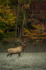 Elk watching in Cataloochee Valley in Smoky Mountains.