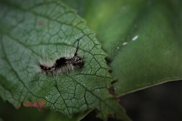 Photo of a caterpillar on a leaf