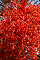 Red Tree in Felixstow, Adelaide, Australia