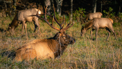 Elk watching in Cataloochee Valley in Smoky Mountains.