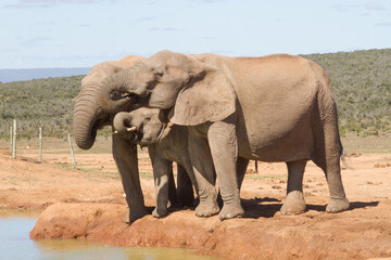 Fototapeta na wymiar Addo Elephant National Park: family group of elephants drinking