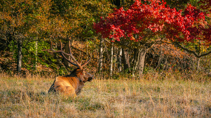 Elk of Cataloochee Valley in Smoky Mountains.