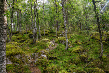 Trees in a forest with a meadow around it