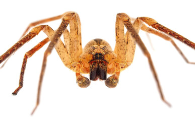 Spiny false wolf spider isolated on white background, Zoropsis spinimana