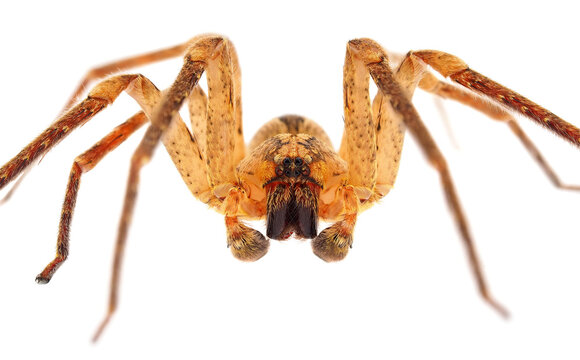 Spiny false wolf spider isolated on white background, Zoropsis spinimana