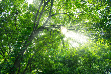 Sun rays of light through green tree