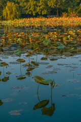 Yellow lotus leaves on the West Lake in Hangzhou, China, at autumn time.