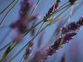 Provence 