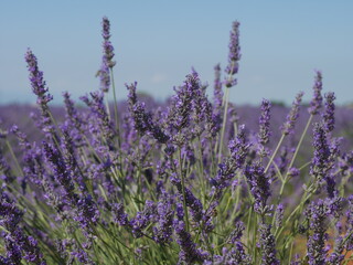 Provence 