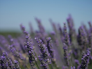 Plateau de Valensole / Lavande