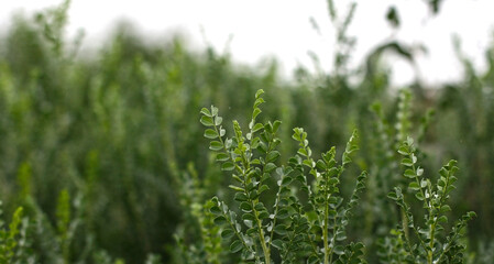 Mongolian steppe with green grass, plants and flowers. Beautiful landscape of Mongolia with copyspace