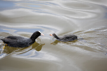 Coot feeding a baby coot