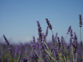 Plateau de Valensole