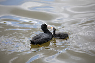 Coot feeding a baby coot