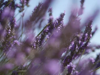Fotobehang Lavendel Plateau de Valensole  © Guillaume