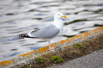 Seagull standing on the shore, overlooking the water