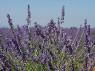 Plateau de Valensole