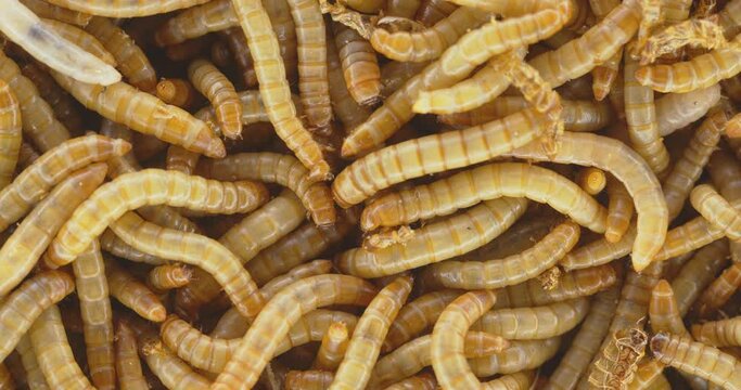 Lots of worms crawling as background texture closeup footage