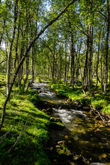 Fototapeta na wymiar Flat river through a bright forest