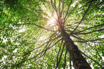 Sunlight through on the green tree