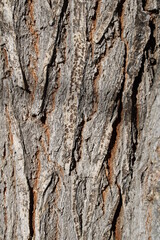 bark of a tree
