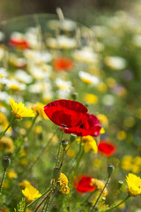 Obraz premium Poppies growing in a field. Green grass, yellow, red flowers