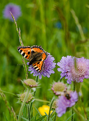 Papillon et fleurs sauvages à Challes, France