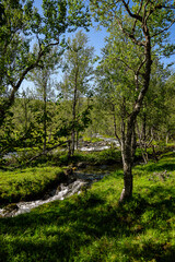 Flat river through a bright forest