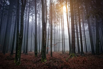 Fototapeten A foggy and colorful forest in autumn © dieterjaeschkephotos