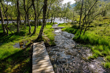 Boardwalk surrounded by trees and marshland