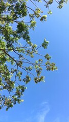 leaves against sky