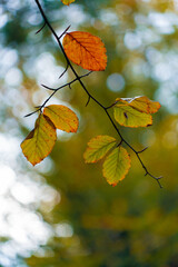 autumn leaves with bokeh background 