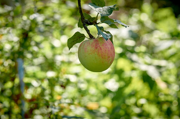 apple on tree