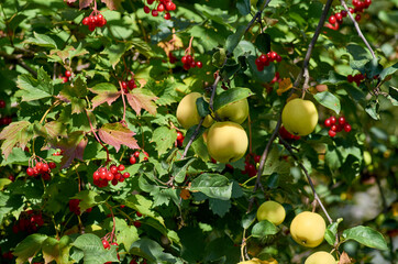 apples on tree