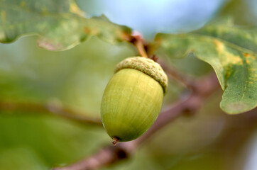 Obraz premium acorns on the oak