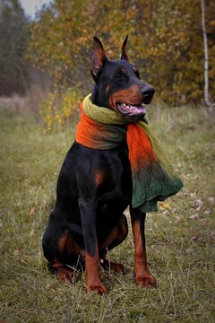 Doberman pet dog, a handsome Doberman, the dog performs the command, the dog on its hind legs,the black dog.         