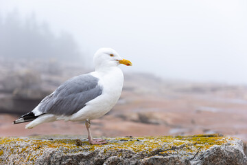 Herring gull at Schoodic Point in the Acadia National Park, Maine, United-States. 
