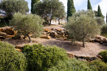 Fototapeta na wymiar Olive trees in Douro Valley, Portugal