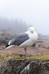 Herring gull at Schoodic Point in the Acadia National Park, Maine, United-States. 